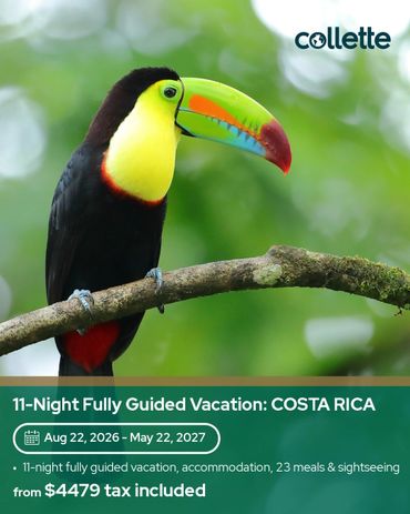 A colorful toucan perched on a branch in a lush green forest.