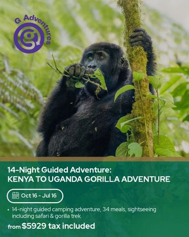 A gorilla eating leaves during a guided adventure in Kenya and Uganda.