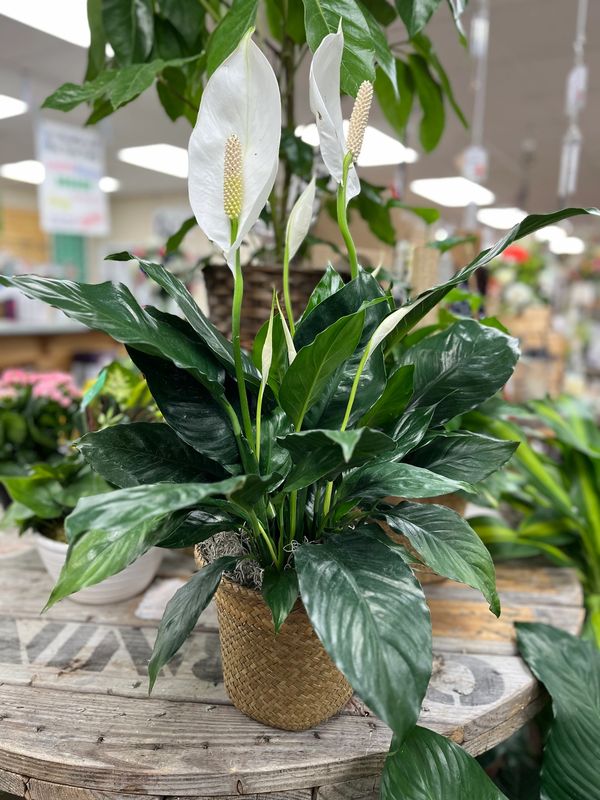 Peace lily plant with white flowers in a wicker pot on a wooden table.