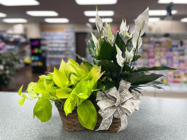 A vibrant plant arrangement in a wicker basket with a decorative bow.