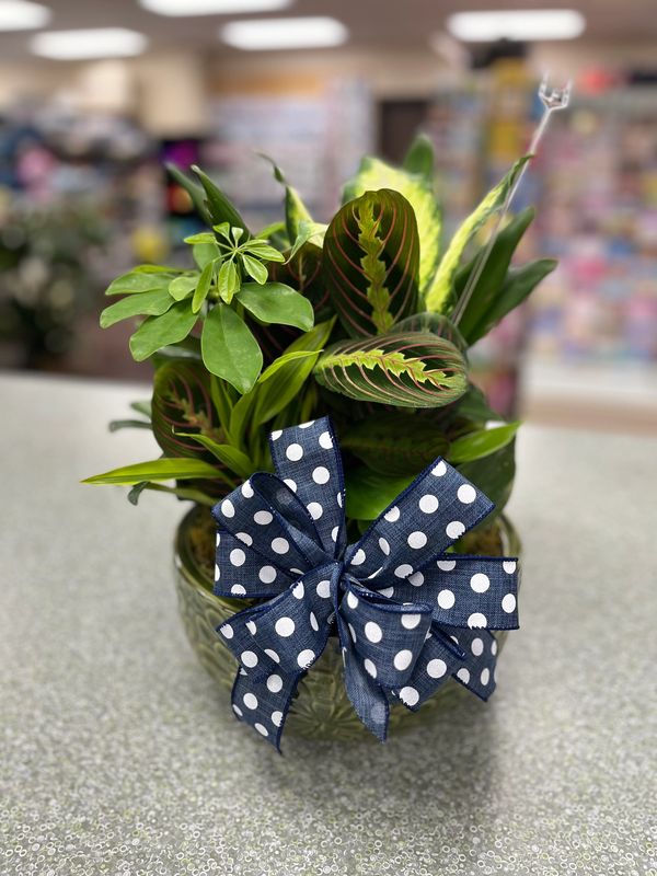 A green potted plant with a navy blue polka dot bow on a speckled surface.