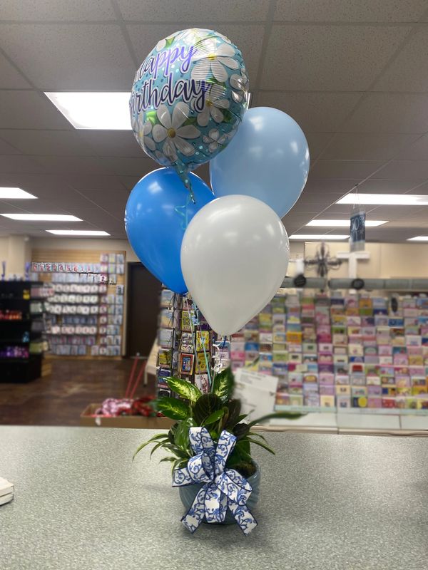 Birthday balloons and a potted plant with decorative bow on a store counter.