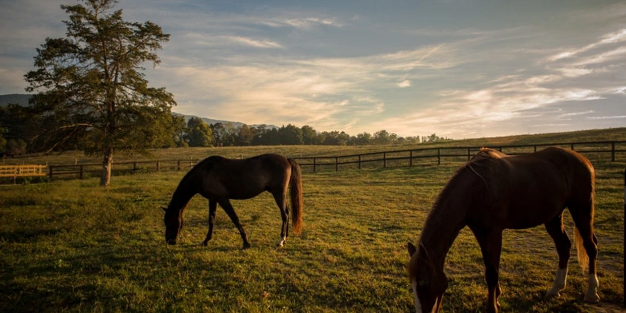 Two Horses at Sunrise