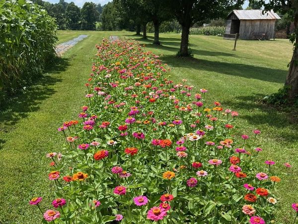 A vibrant flower bed stretches through a sunny garden with trees and a wooden shed.