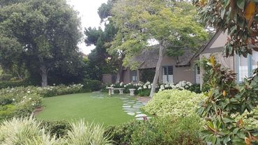 Yard with white roses and agapanthus. Soft white floral scheme.