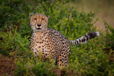 A cheetah sitting in green bushes.