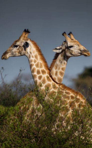 Two giraffes standing back to back in a natural setting.