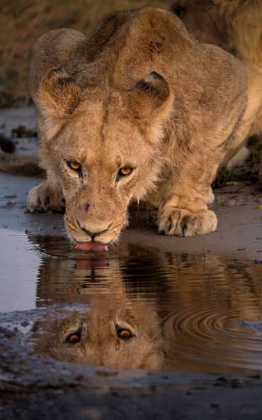 A lioness drinking water, reflected in the water.