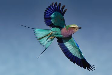 Colorful bird flying in clear sky.