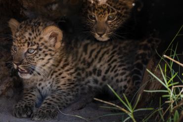Two leopard cubs in a den.