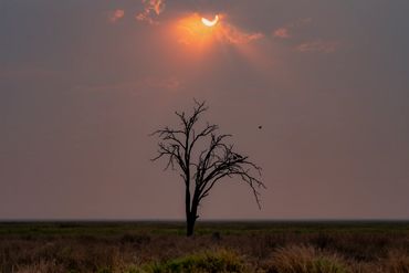 Silhouette of a barren tree at sunset with a glowing sun behind clouds.