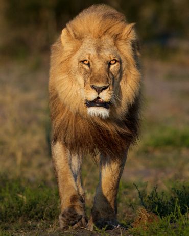Close-up of a lion walking towards the camera.