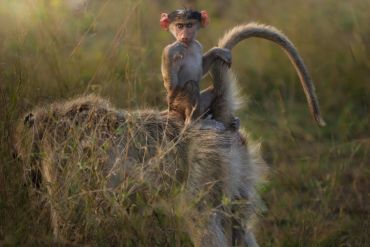 A baby baboon sitting on an adult baboon's back in the grass.