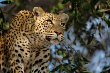 Close-up of a leopard in natural habitat.
