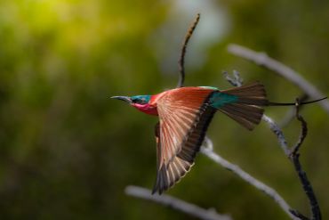 Colorful bird in flight with green blurred background.
