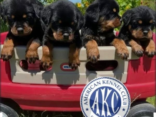 Four adorable Rottweiler puppies peeking out of a red wagon outdoors.