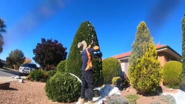 A person trims a tall hedge with gardening equipment on a sunny day.