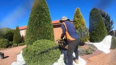 Person trimming a large bush with a hedge trimmer in a sunny garden.