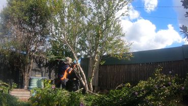 Person trimming tree branches in a sunny garden with blue sky.