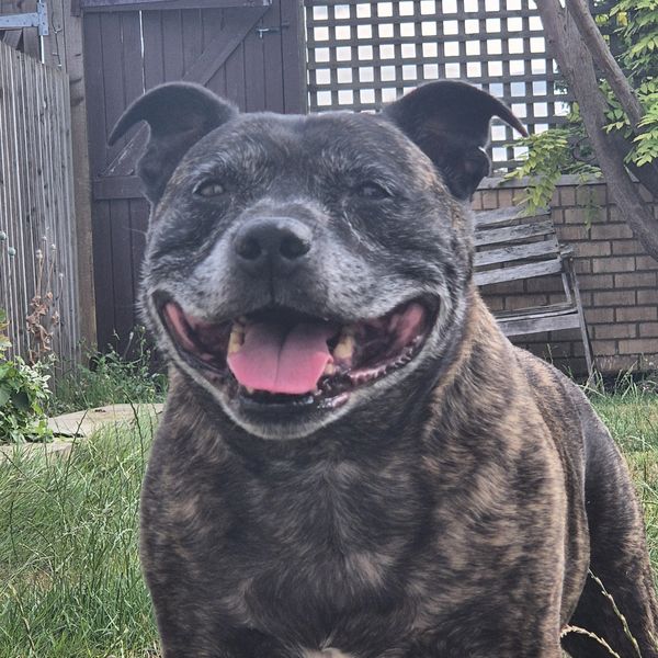 Happy brindle dog with tongue out in a backyard.