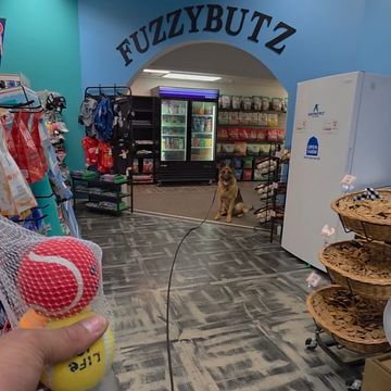 Dog toy store interior with a dog waiting patiently.