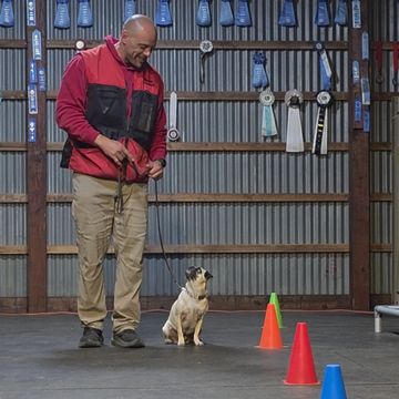 Man training a small dog indoors with colorful cones.