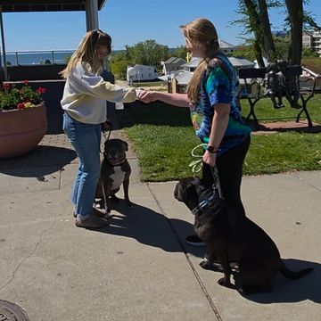 Two women shaking hands outdoors with their dogs sitting beside them.