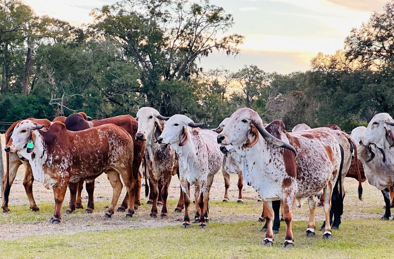 gyr cows for sale Gyr cattle for sale gir cows gir cattle