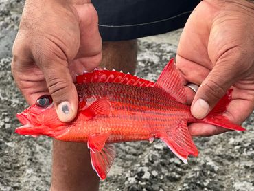 Capt. MacRae travels the world & loves to find new fish in different areas.