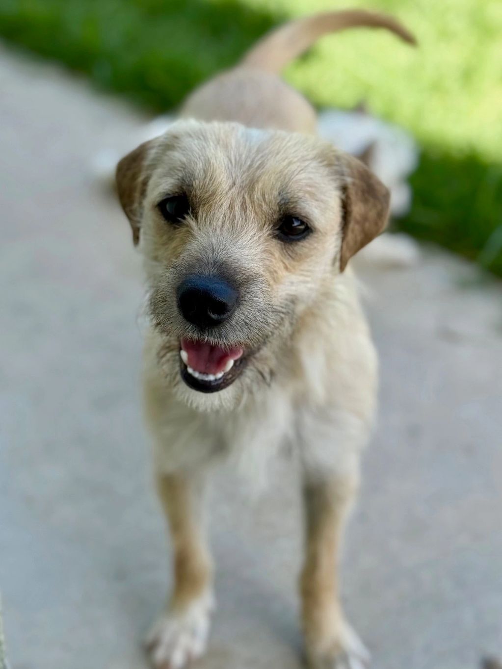 Close-up of a happy, light brown dog with a wagging tail outdoors.