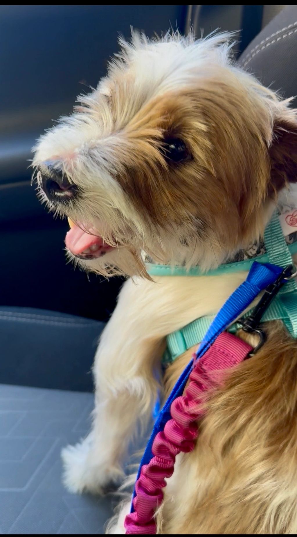 Happy dog sitting in a car, wearing a harness and leash.