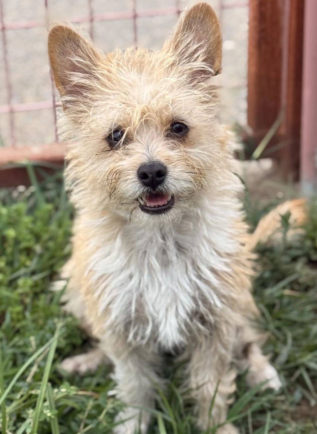 Available for Adoption
Pita
8 months old
Male
Chorkie
Vaccinated, neutered microchipped
Sweet and pl