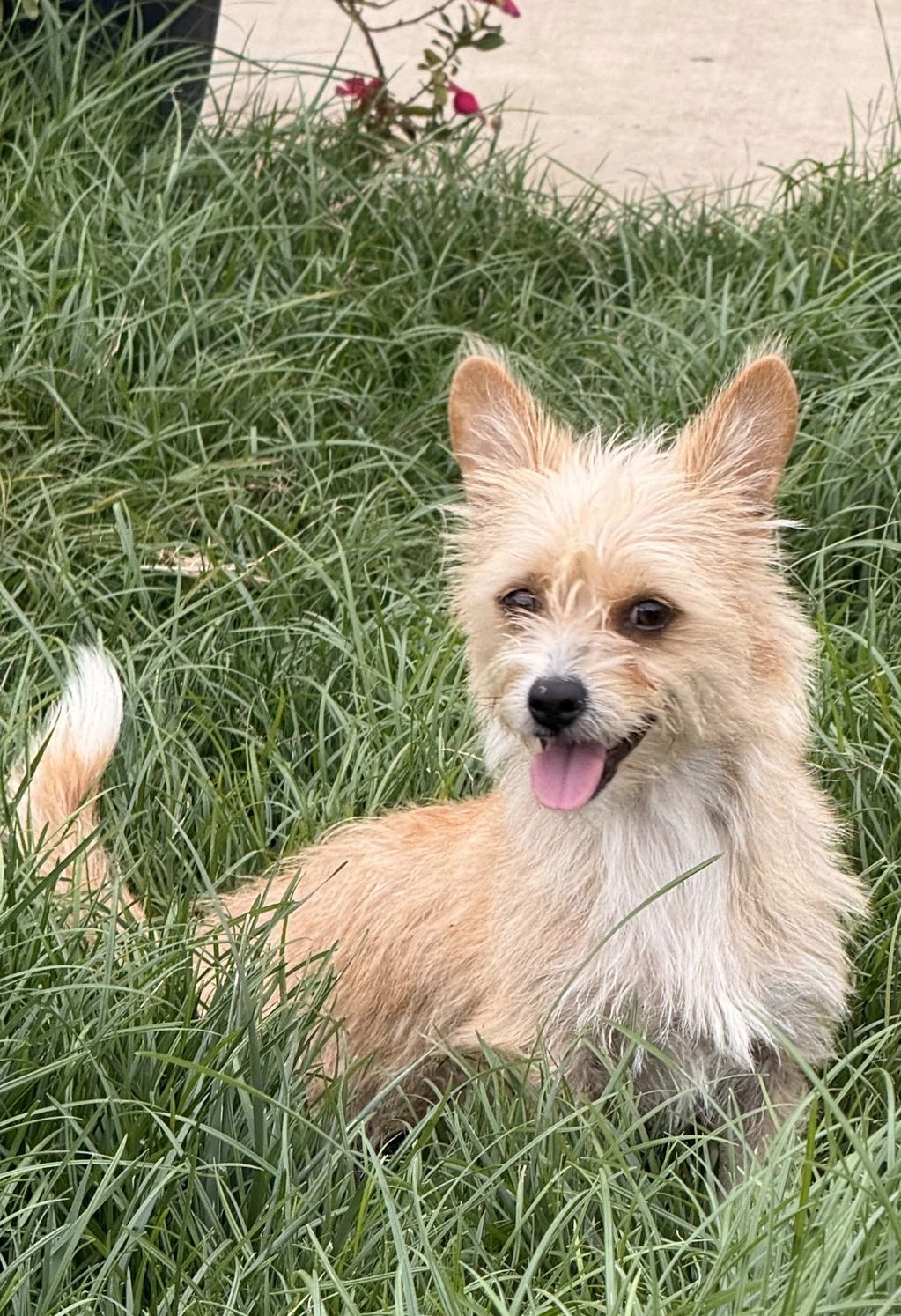 Available for Adoption
Naana
1-2 year old
Female
Chorkie
Vaccinated, spayed, microchipped
Sweet and