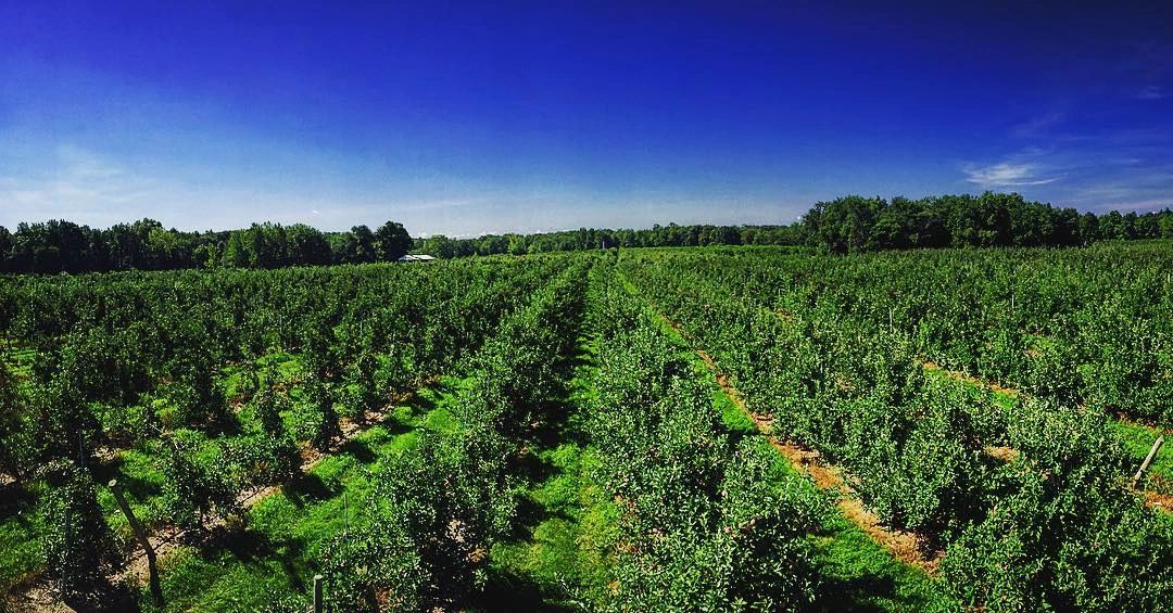 Gala Apples – KPJasper, LLC dba Kathy's Apple Farm