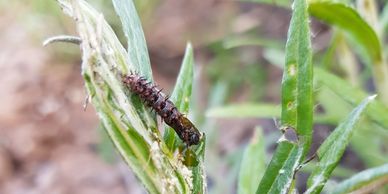 Painted lady caterpillars on Pearly Everlasting, Anaphalis margaritacea