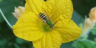 Sweat bee pollinating cucumbers