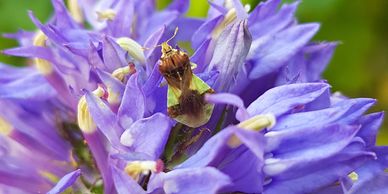 Great Blue Lobelia, Lobelia siphilitica and Ambush bug, Ontario beneficial insects