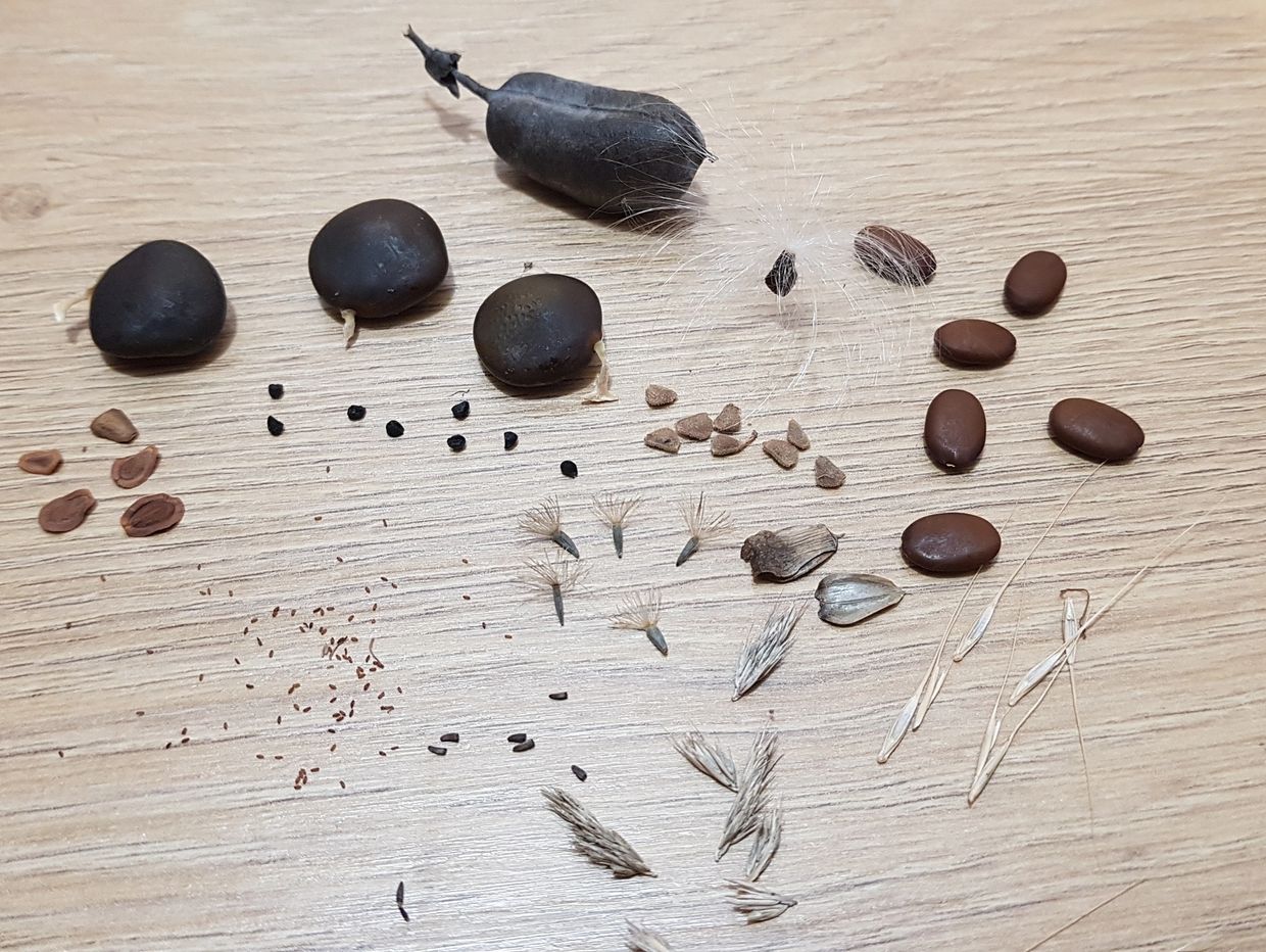 Native Ontario wildflower seeds, native Ontario grass seeds and native Ontario tree seeds.