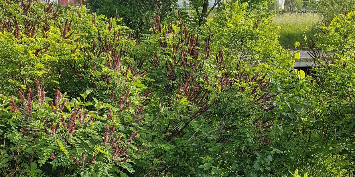 False Indigo Bush, Amorpha fruticosa