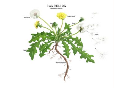 Botanical Illustration of the Dandelion plant. 
