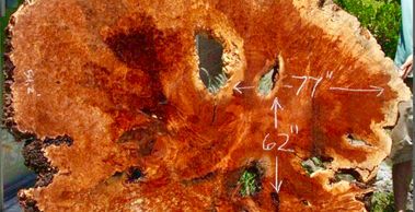 Big Leaf Maple Burl Slab