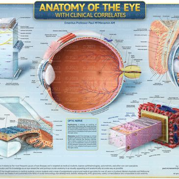 This chart focusses on eye anatomy eye as it relates to the most frequent causes of eye diseases 
