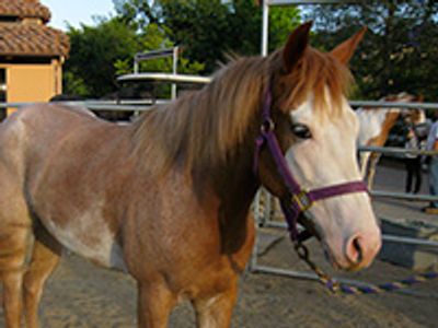 Saving Horses, Inc.