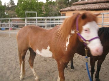 Saving Horses, Inc.