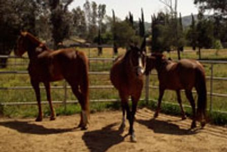 Saving Horses, Inc.