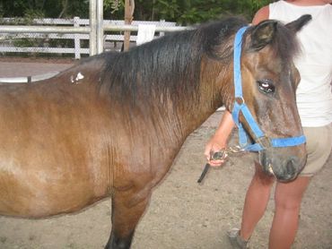 Saving Horses, Inc.