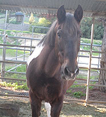 Saving Horses, Inc.