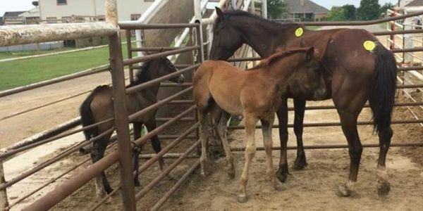 Saving Horses, Inc.
