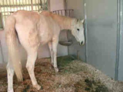 Saving Horses, Inc.