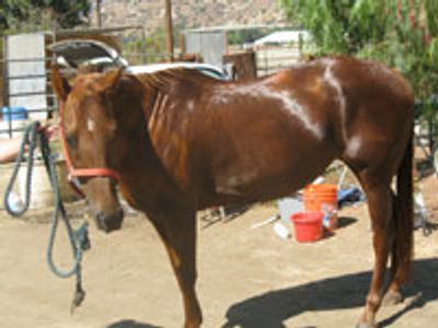 Saving Horses, Inc.